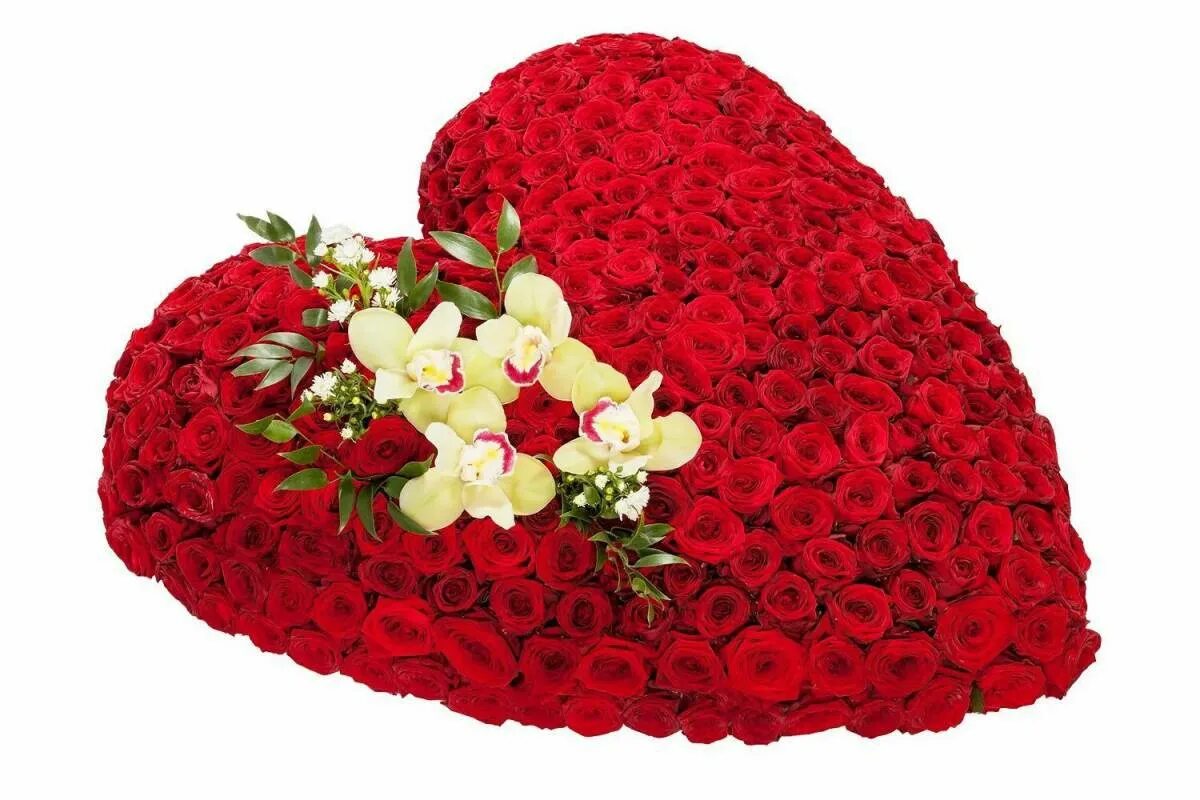 Шикарный букет из роз. Огромные букеты из роз. 101 роза ред наоми. 51 розовая роза "аква". Большие букеты роз.