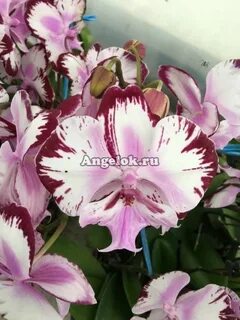 Phal pearl