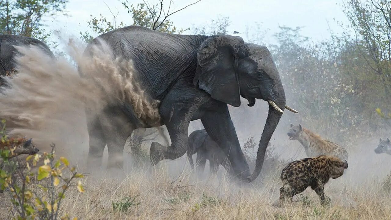 Инстинкты животных. Как животные защищаются от врагов. Какое животное защищает. Леопард против антилопы гну. Гепард самка.