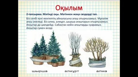 Бұлшық ет әйелдермен жыныстық қатынас клиторы