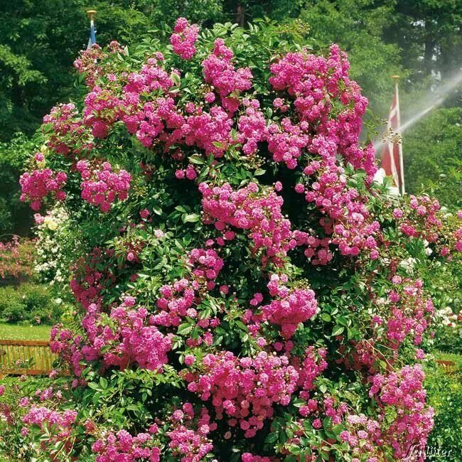 Dorothy Perkins David austin climbing roses, David austin roses, Rose