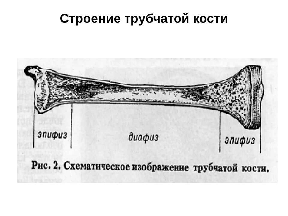 Что образуют трубчатые кости. Строение трубчатой кости эпифиз диафиз. Строение длинной трубчатой кости. Схема строения длинной трубчатой кости. Строение кости эпифиз метафиз диафиз.