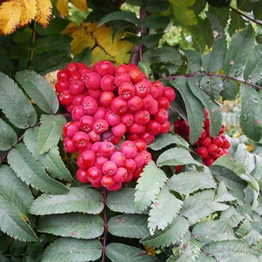 Описание сортов рябины