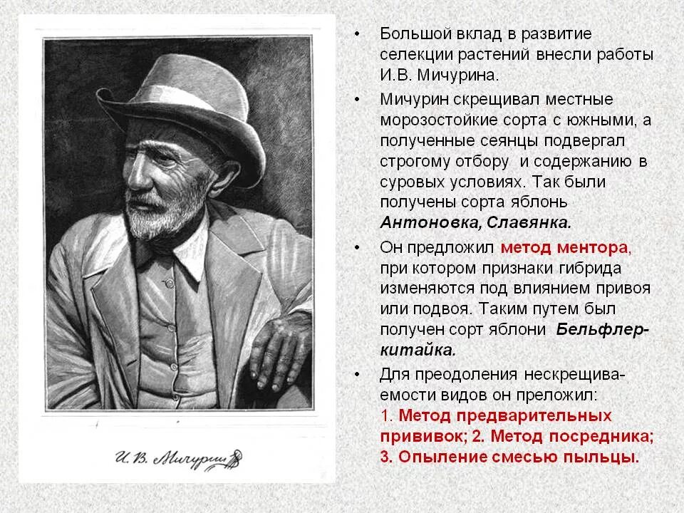 Мичурин достижения. Мичурин иван научные достижения в селекции. Мичурин иван владимирович биография селекционер. Иван мичурин русский биолог и селекционер. Достижения мичурина в селекции.