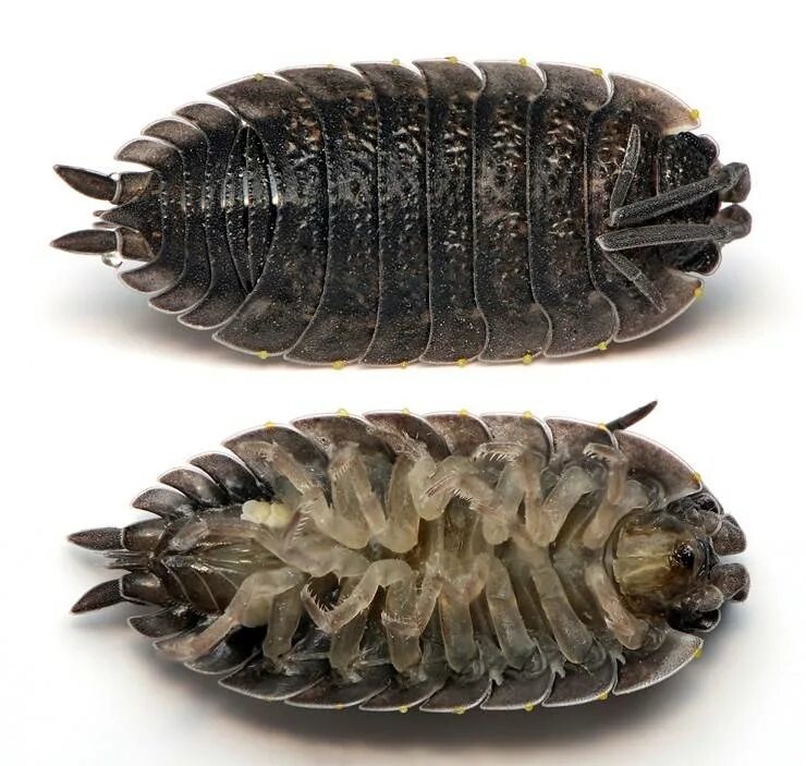 Мокрица Жук личинки. Жук мокрица броненосец. Мокрица шероховатая (Porcellio scaber). Мокрица чешуйница.