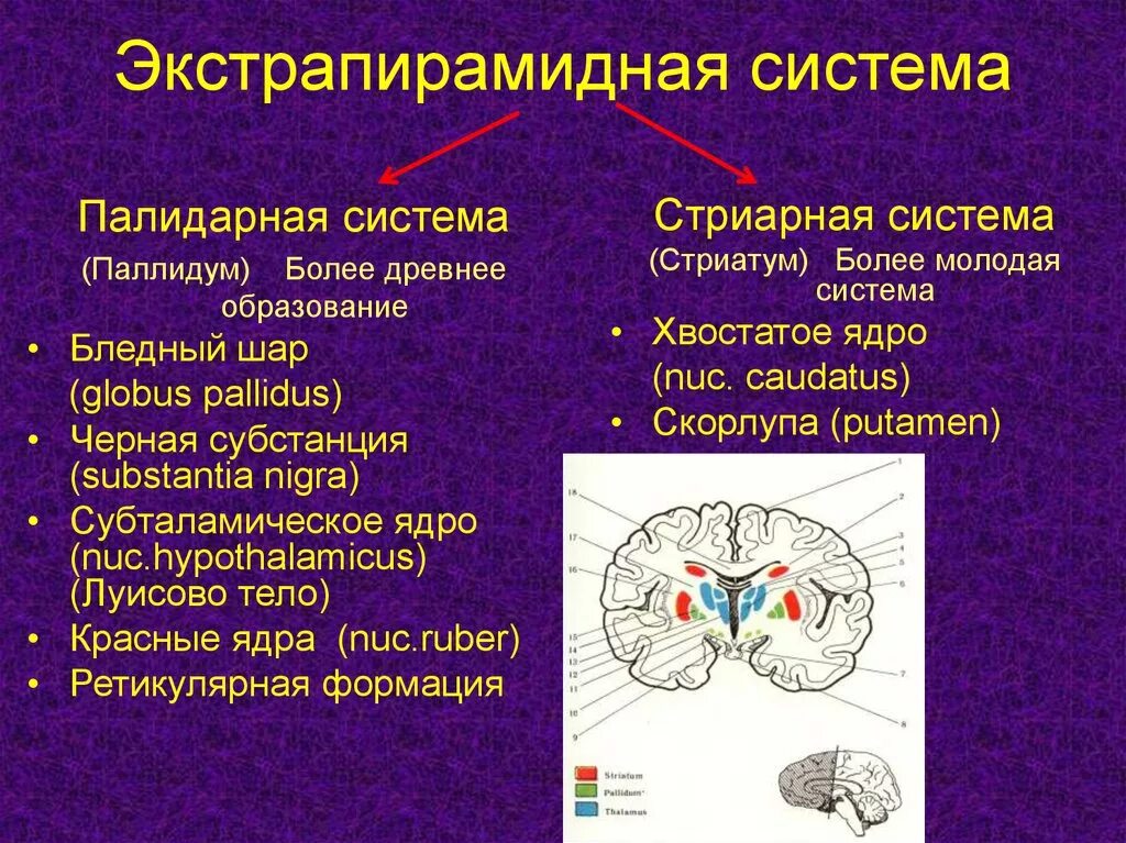 Проводящие системы головного мозга. Экстрапирамидные пути функции. Экстрапирамидная система мозга функции. Экстрапирамидная система и ее роль в организации движений.. Базальные ядра экстрапирамидная система.