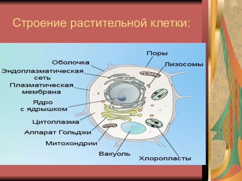 Почему клетка маленькая. Биология 5 кл строение растительной клетки. Строение растительной клетки 5 класс биология. Строение растительной и животной клетки 5 класс биология. Строение клетки растения 5 класс биология.