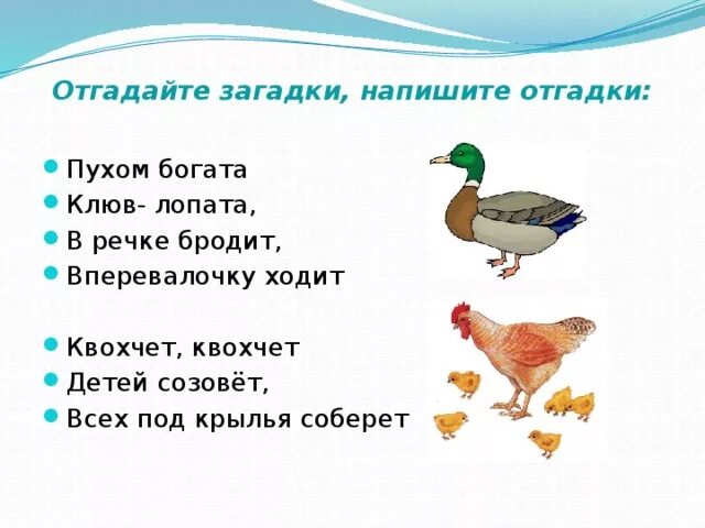 Прочитай загадки напиши отгадки. Написать загадки. Загадки на чеченском языке. Как пишутся загадки. Чеченские загадки с ответами.