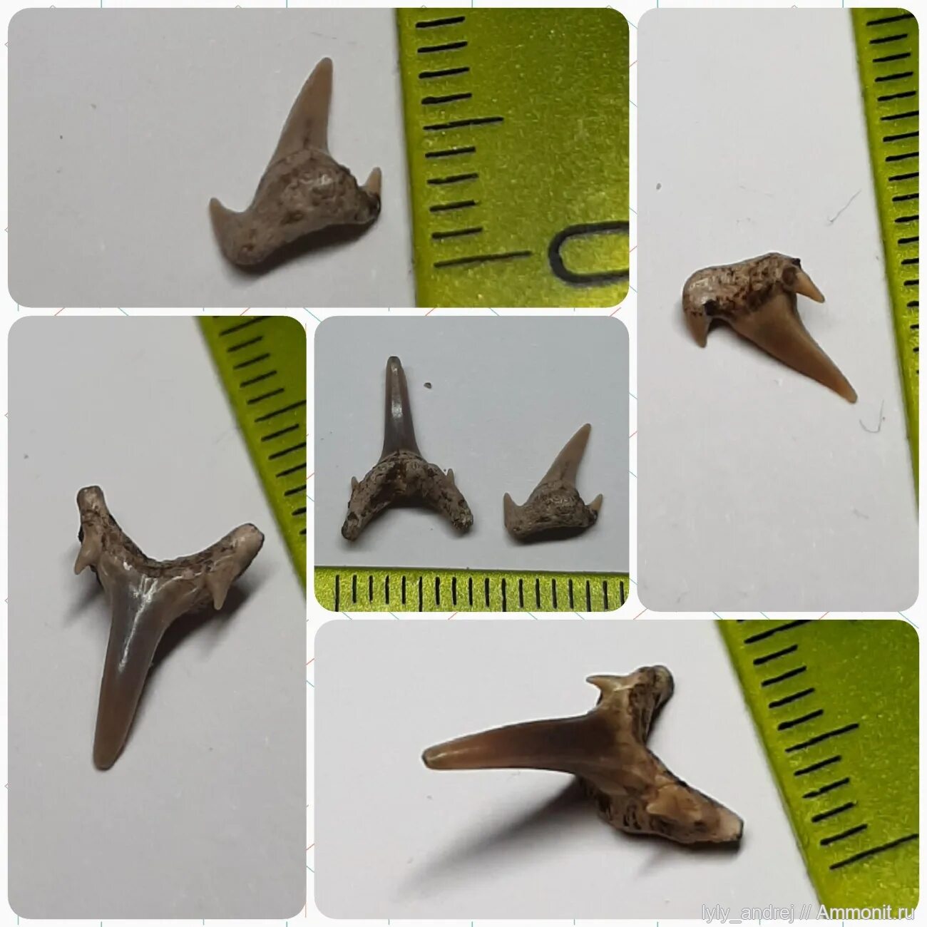 Заказник варавинский овраг. Варавинский овраг находки. Варавинский овраг акульи зубы. Варавинский овраг находки. Варавинский овраг.