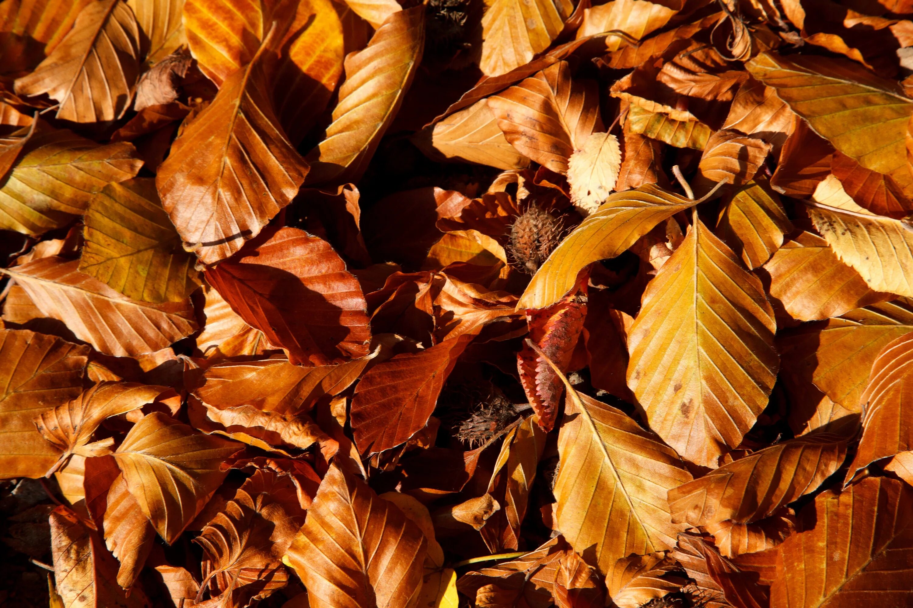 Brown фото. Коричневые листья. Осенние листья коричневые. Коричневые растения. Коричневые цветы.