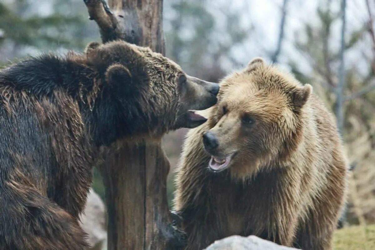 Медведь Россия. Русский Медвежонок. День России бурый медведь.