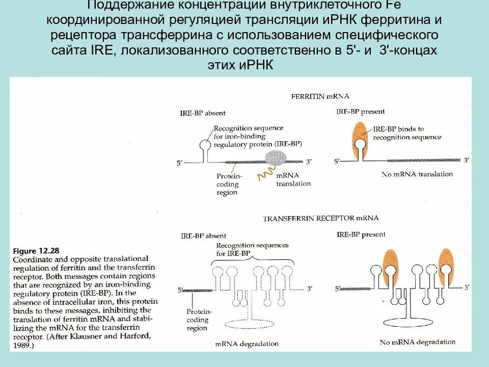 Обмен железа биохимия. Рецептор трансферрина. Растворимые рецепторы трансферрина норма. Механизм всасывания железа фармакология. Рецепторы к трансферрину.