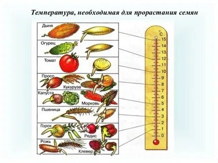 Оптимальная температура для семян