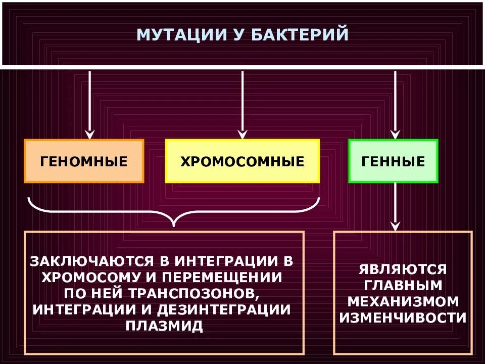 Мутации по генотипу. Мутации бактерий. Типы мутаций микроорганизмов. Типы мутаций у бактерий. Мутационная изменчивость бактерий.