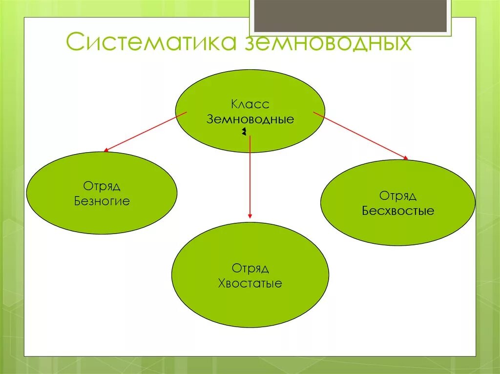 Класс земноводных классификация. Систематика амфибий. класс земноводные систематика. систематика класса амфибии. полная систематика земноводных.