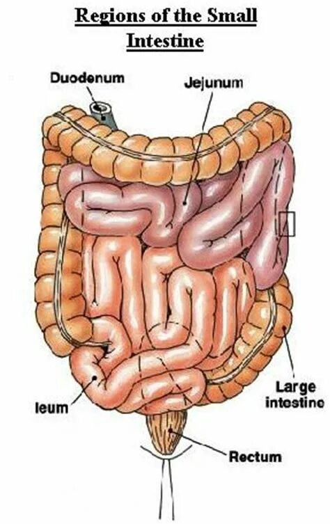 Тонкий кишечник тест. Тонкий кишечник анатомия человека. Толстый кишечник строение анатомия человека. Тонкыйкишечник анатомия.