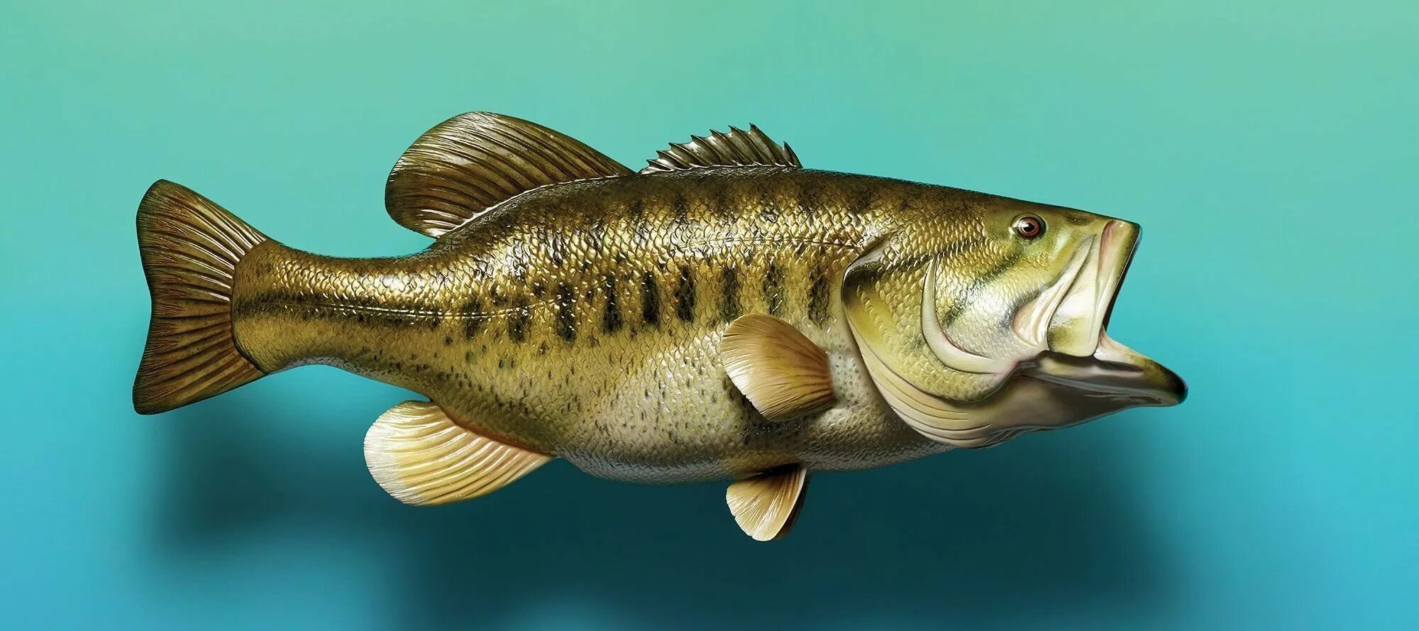 Рыба бас. Largemouth bass рыба. американский окунь басс. большеротый басс рыба. форелеокунь.