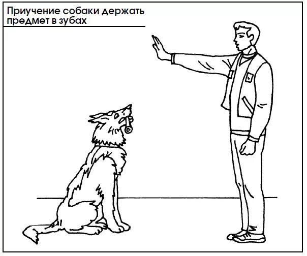 Команды и жесты окд для собак. Команды собаке жестами. Дрессировка собак команды и жесты. Команды собаке жестами. Дрессировка собак команды.