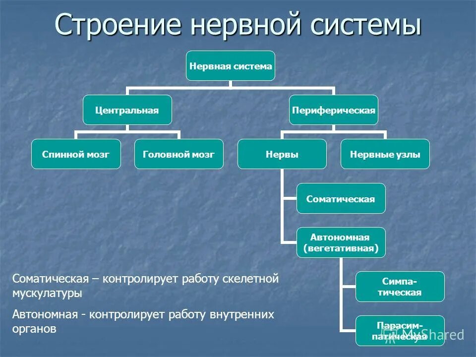 структурно-функциональная единица цнс. нейрон структурно функциональная единица. структурная единица нервной системы. структура функциональная единица нервной системы. нейрон основная структурная единица нервной системы.