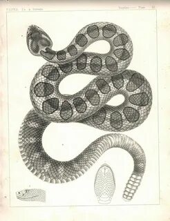 Snake plate
