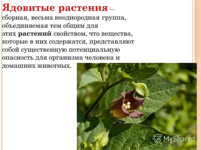 Рассказ о ядовитых растениях. Ядовитые растения. Лекарственные и ядовитые растения. Ядовитые растения опасные для человека. Яды растений.