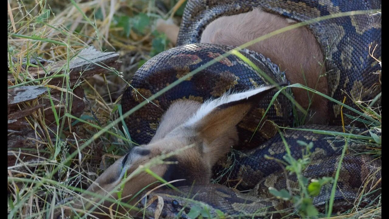 Large python. African rock python kill antelope! in kruger.