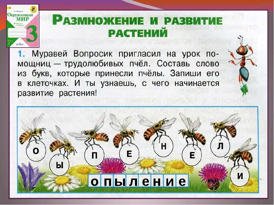 Размножение и развитие растений. Размножение и развитие растений 3 класс. Развитие растений 3 класс окружающий мир. Размножение и развитие растений 3 класс окружающий мир.