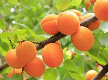 Вкуснейший абрикоса