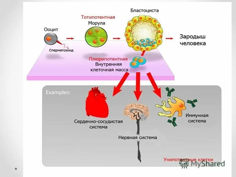 Б содержит недифференцированные клетки. Клетки мелкие, Недифференцированные. Недифференцированные половые клетки. Недифференцированные клетки примеры. Недифференцированные клетки у плода.