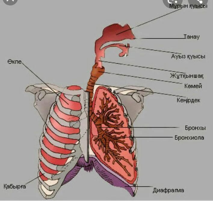 Тыныс алу мүшелері. Көмей деген не. Дем алу органы. Тыныс алу процесі презентация. Тыныс алу процесі фото.
