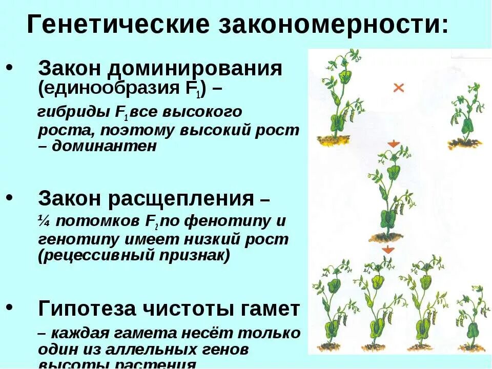 Доминантные признаки гороха