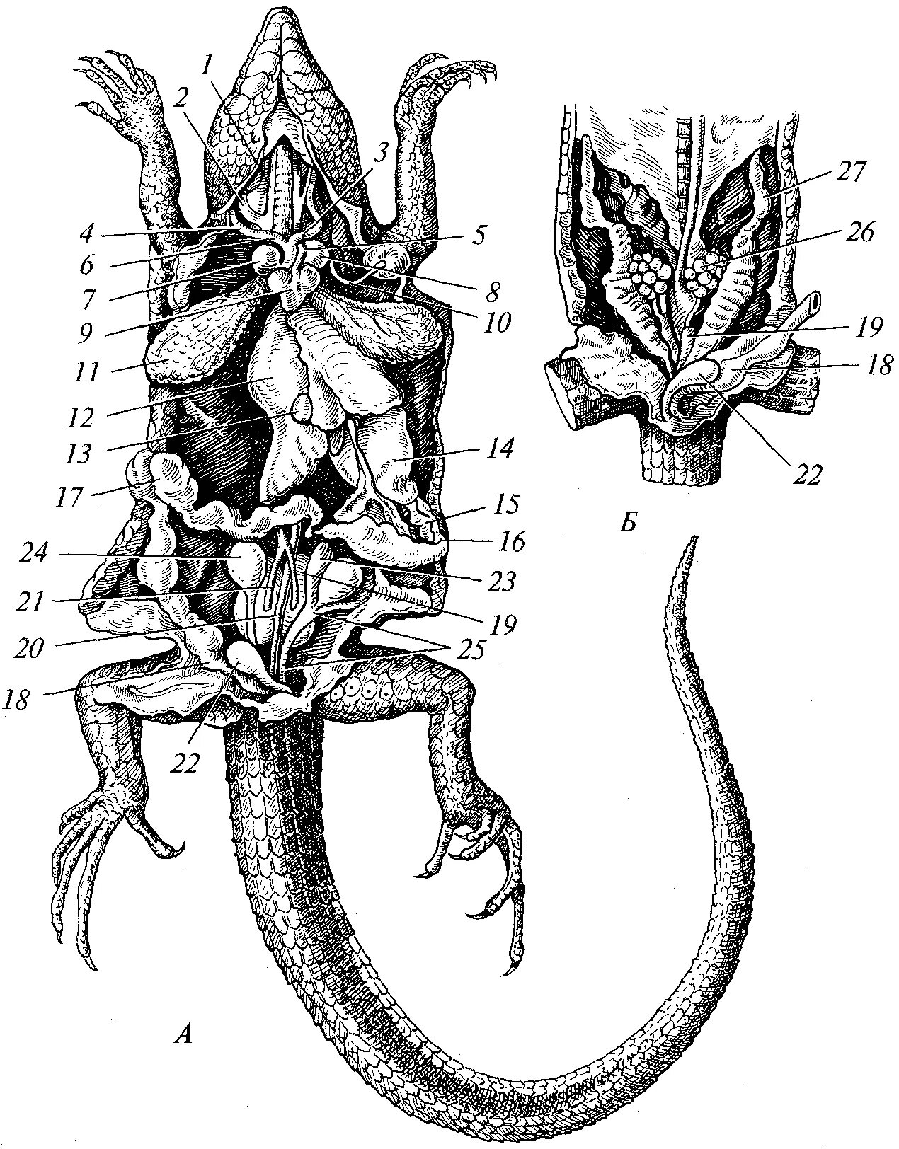 Железы ящериц. Топография внутренних органов ящерицы. Внутренне строение органов ящерицы. Общее расположение внутренних органов ящерицы прыткой. Внутреннее строение прыткой ящерицы.