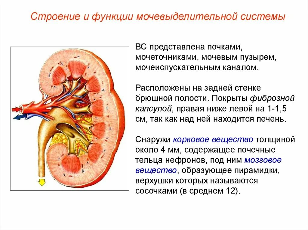 Какая функция у выделительной системы. Строение выделительной системы строение почки. выделительная функция строение. функции почек в выделительной системе. строение почки и мочевого пузыря.