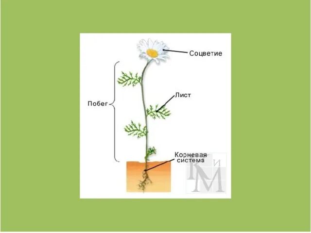 Побег и корневая система. Строение растения корень побег. Побег орган растения. Цветок побег корень.