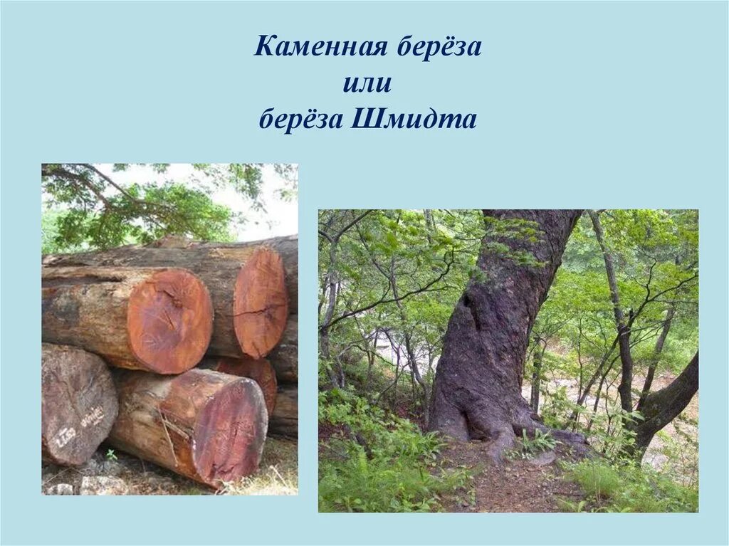 Какое дерево прочнее. Железная береза шмидта древесина. береза шмидта (железная береза ). железное дерево береза шмидта. самое твердое дерево в россии береза шмидта.