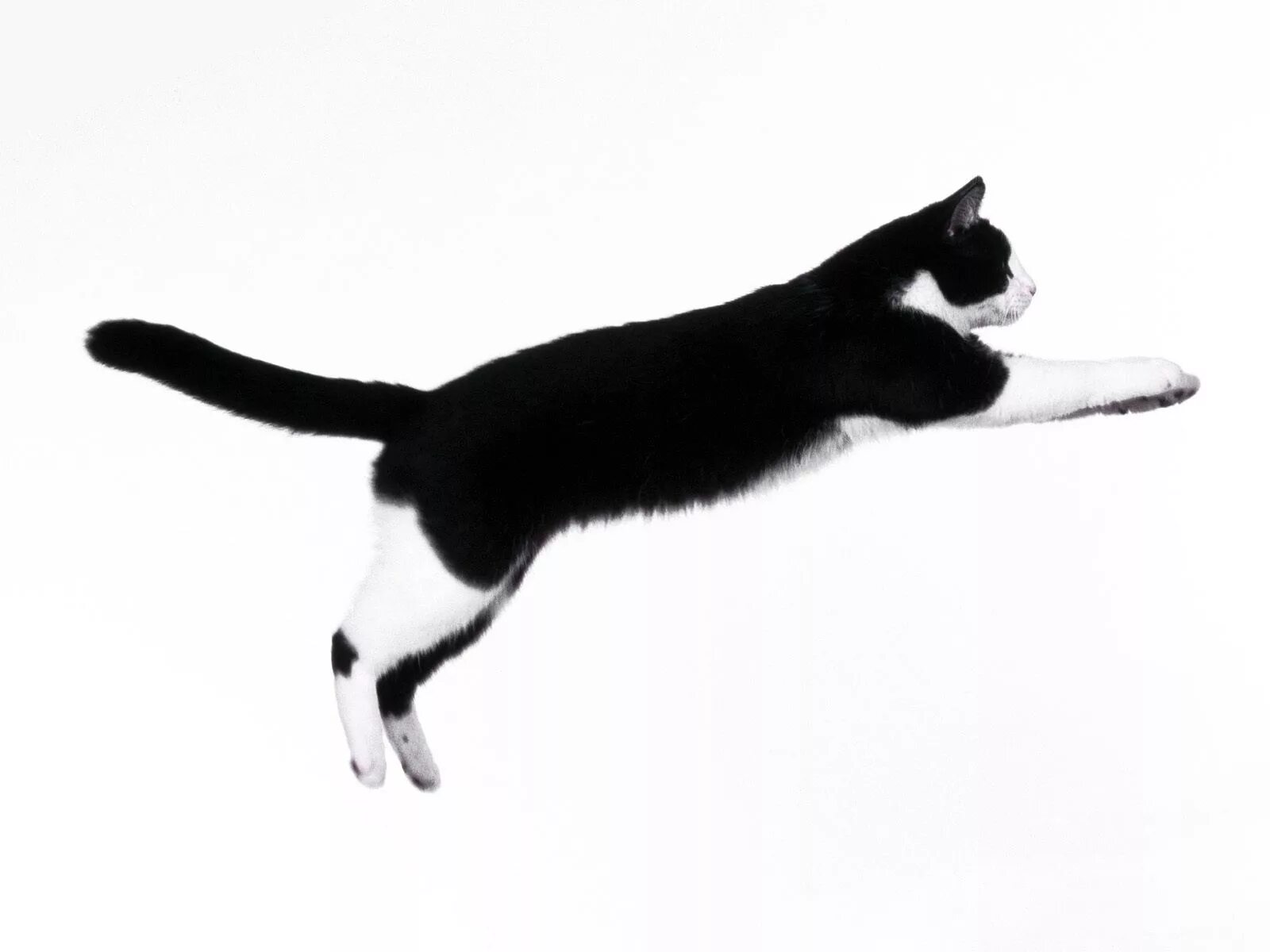 Кошка в прыжке. Черно белая кошка. Кошка на белом фоне. Черная кошка в прыжке.