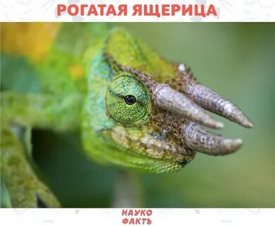 Зубы хамелеона
