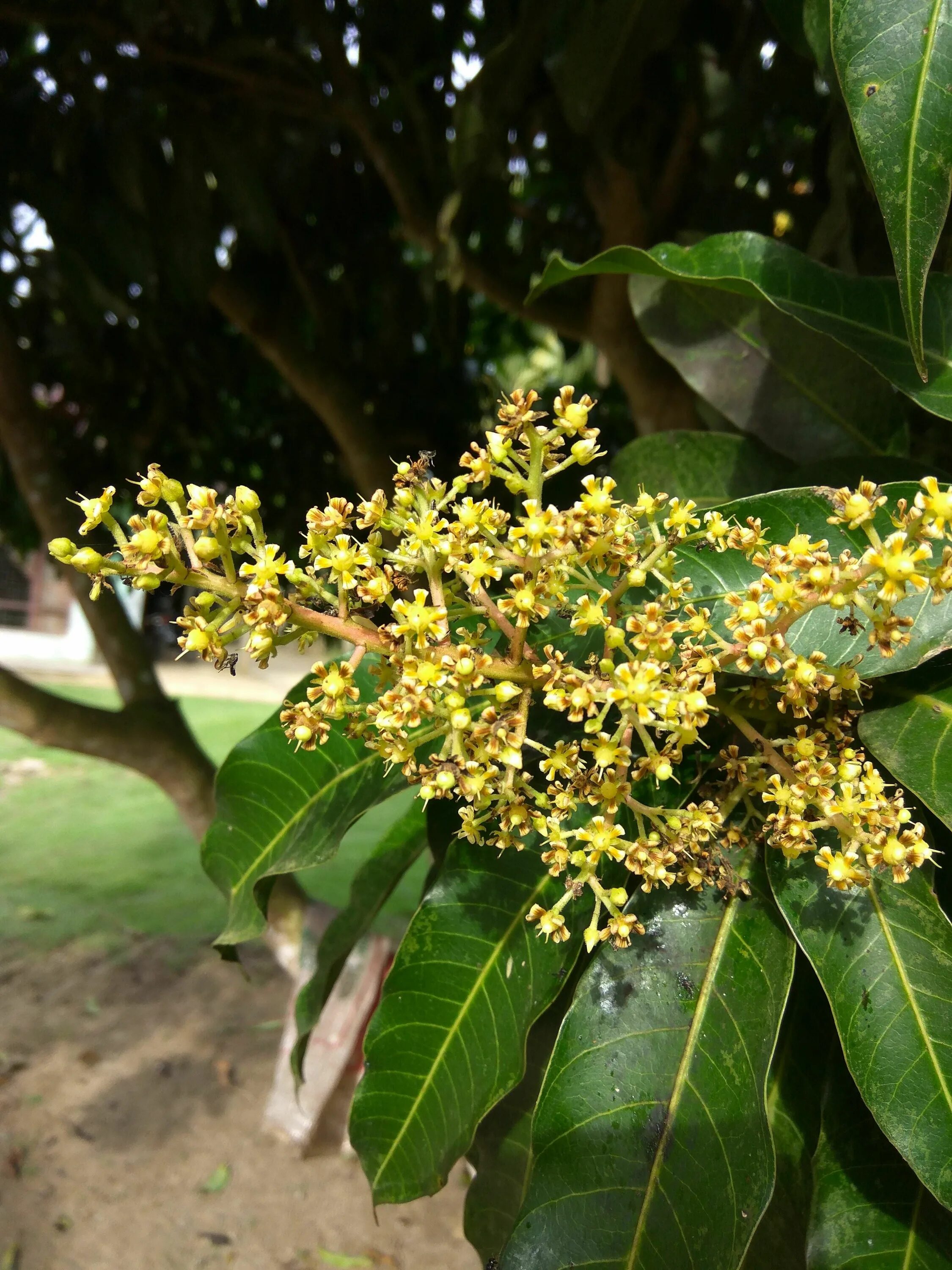 Манго дерево цветет. Дерево манго цветет. Манго дерево цветение. Манго желтое дерево. Манго растение цветет.
