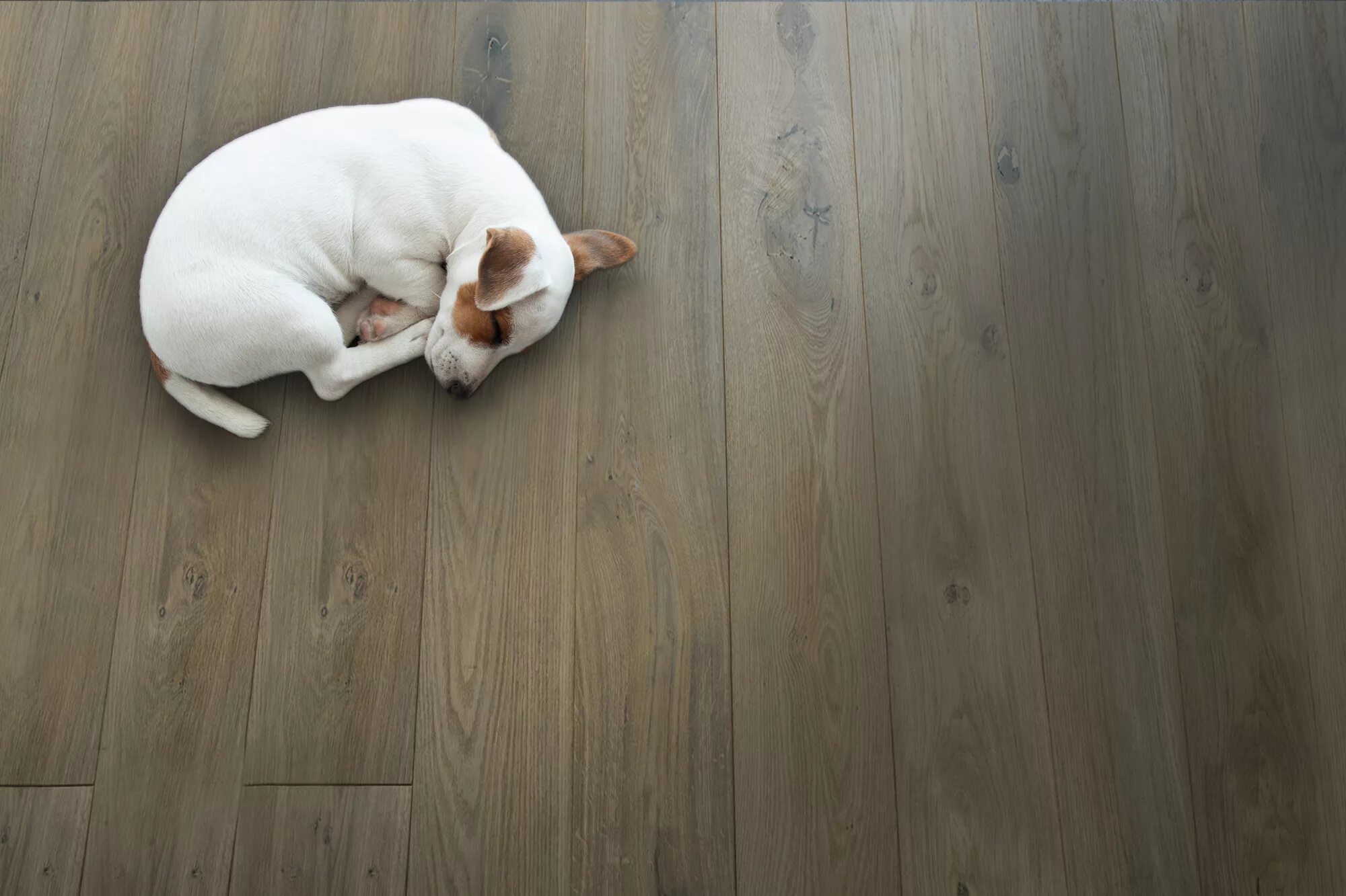 Собака на паркете. Собака лежит пол. Собака спит на диване. Собака лежит фото. Собака лежит пол.