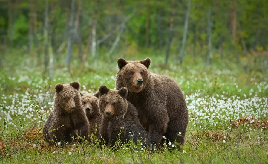 Медведь с медвежонком. Медведица с медвежатами. Медведица с двумя медвежатами. Семейство Медвежьи.