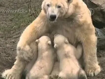 Недавно в зоопарке у медведицы родились медвежата