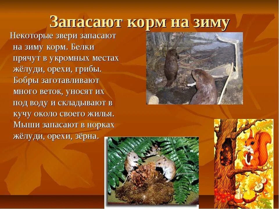 Звери готовятся к зиме предложения. Как животные готовятся к зиме. как звери готовятся к зиме. какмживотные готовятсяк зиме. животные готовятся к зиме.