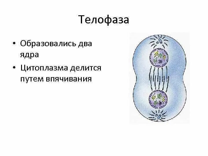 Конец телофазы митоза. Телофаза. телофаза схема. телофаза митоза. телофаза деление цитоплазмы.