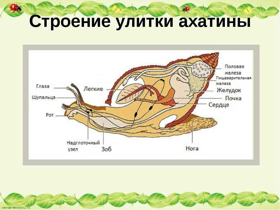 Виноградная улитка орган. Строение тела ахатинской улитки. Строение улитки ахатины. Строение тела улитки ахатины. Строение улитки ахатина.