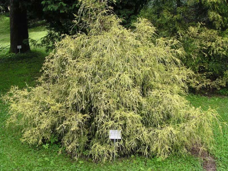 Platycladus orientalis aurea nana variegata