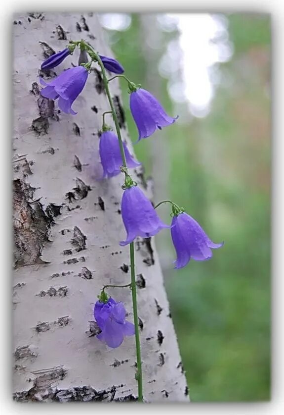 колокольчики в вазе. цветок "колокольчик". полевой колокольчик фиолетовый. шикарный букет колокольчиков. нежные колокольчики.