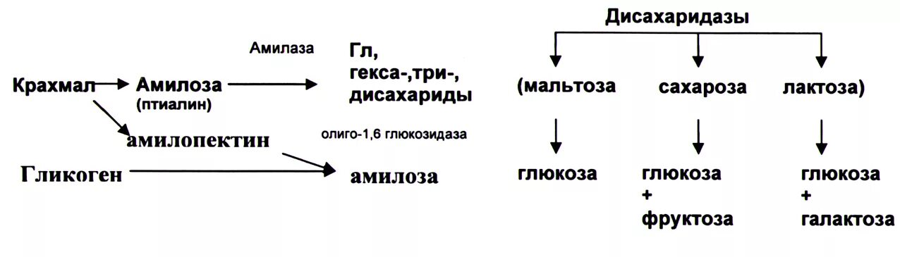 Ферменты слюны участвуют в расщеплении углеводов. Схема действия амилазы. Расщепление крахмала в организме человека схема. Амилаза расщепляет крахмал до. Схема расщепления крахмала.