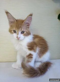 Кун нижний новгород