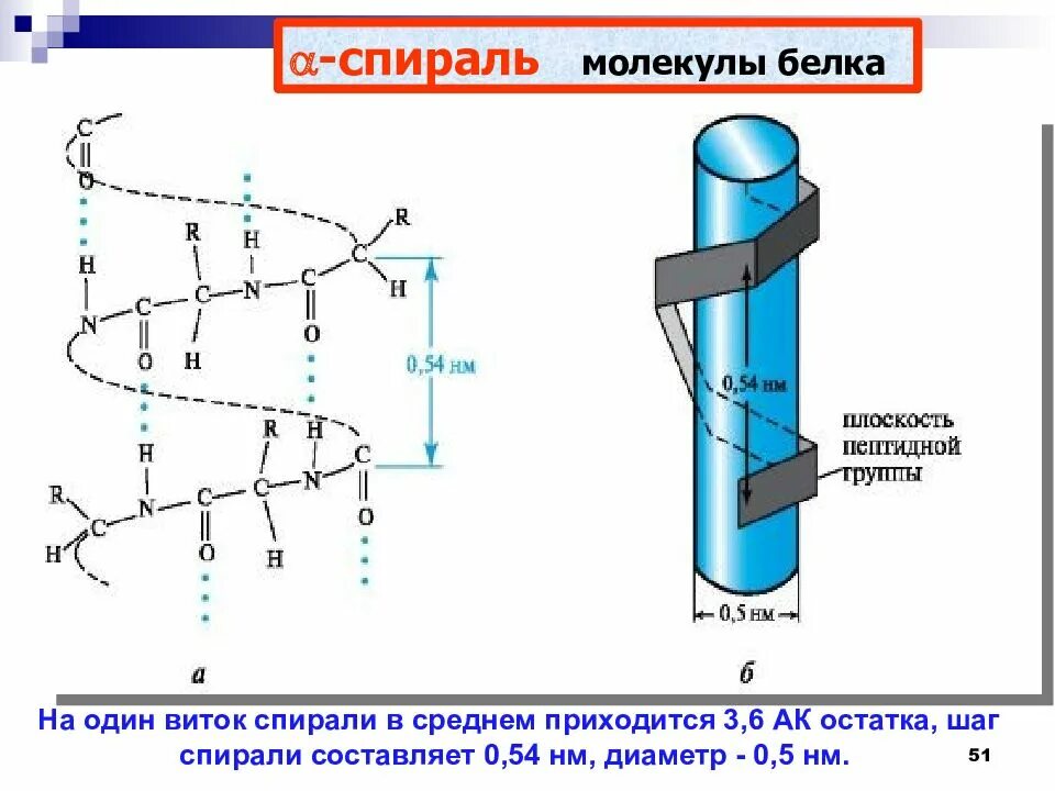 1 виток спирали. Схема строения днк двойная спираль. 1 виток спирали. Длина витка спирали днк. Бета спираль вторичной структуры белка.