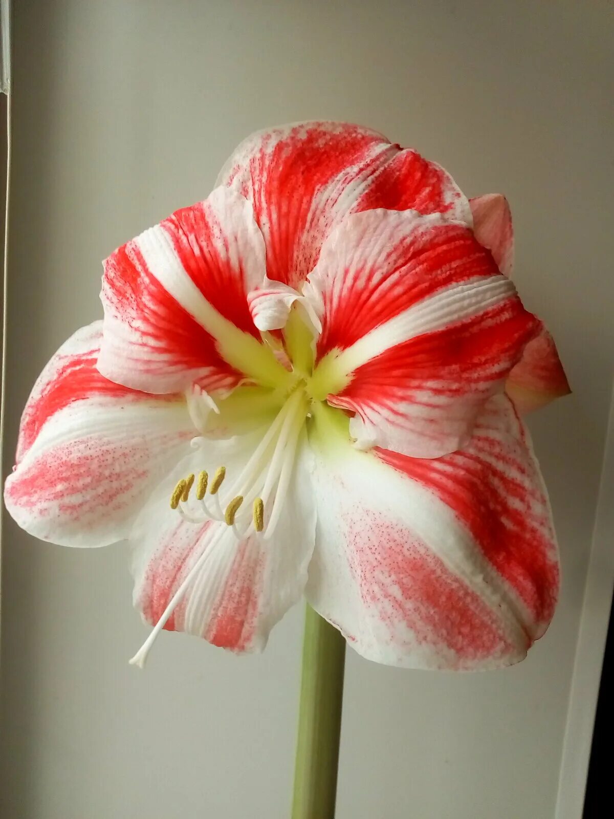 Гиппеаструм. Гиппеаструм амариллис луковицы. Гиппеаструм амариллис луковицы. Гиппеаструм икспоже. Цветок.